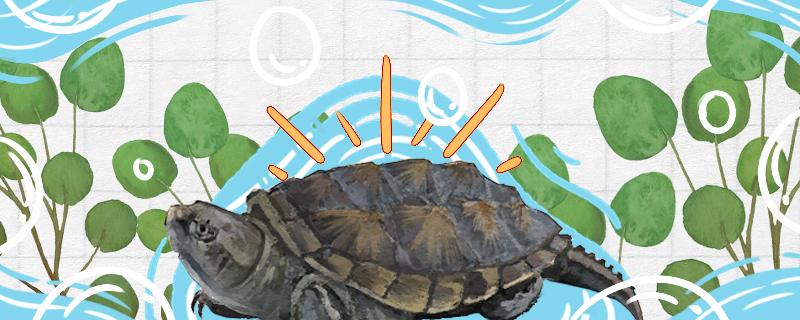 佛鳄龟如何养出高背甲呢，怎么清理背甲