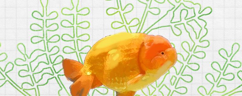 兰寿金鱼喜欢什么水质，喜欢什么食物