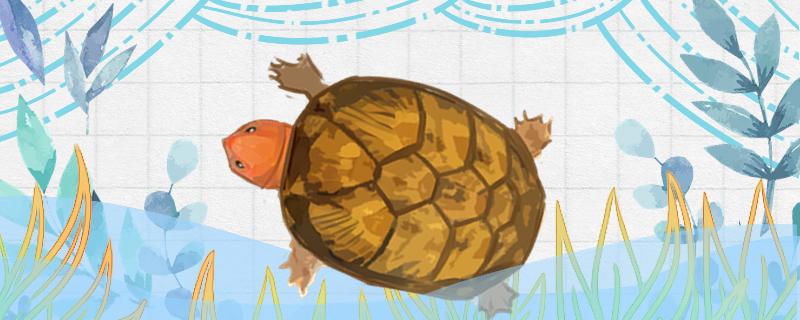 红面蛋龟多少年成熟，怎么孵化