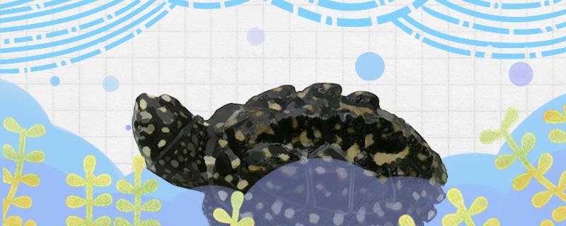 斑点池龟怎么养才好看，怎么养长得大