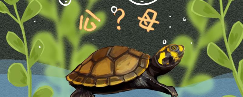 黄头侧颈龟怎么分辨公母，公母能一起养吗