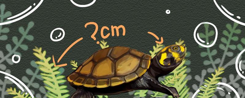 黄头侧颈龟一年能长多大，最大能长多大