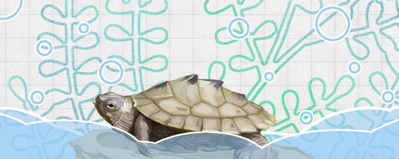 地图龟长得快吗，最大能长多大