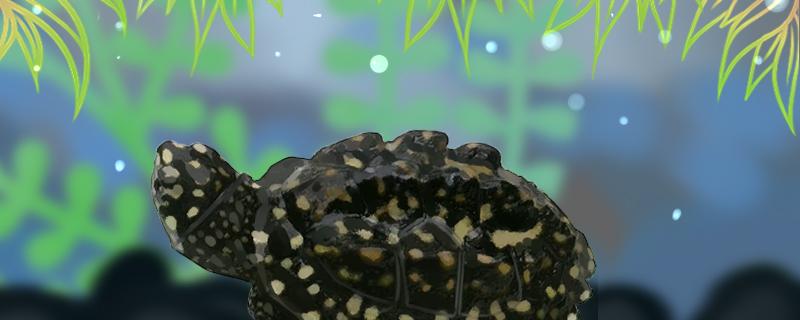 斑点池龟可以深水养吗，应该怎么养