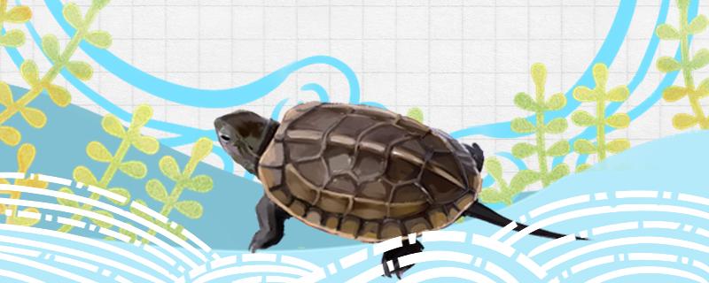 4至5厘米的草龟可以深水养吗，放多少水合适
