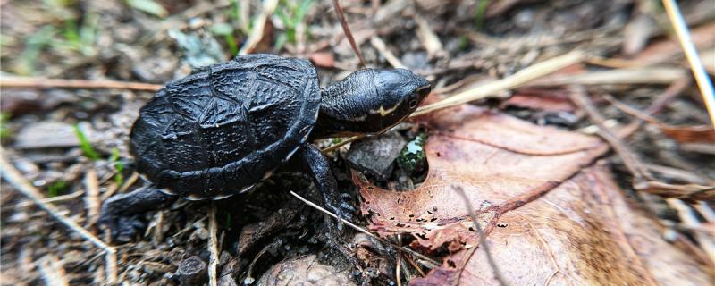 麝香龟多少厘米可以繁殖，怎么繁殖