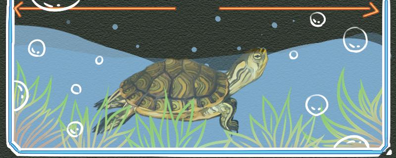 黄耳龟能深水养吗，水位多高合适