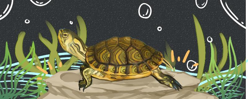 黄耳龟生长速度，繁殖时间