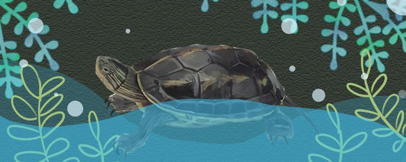 珍珠龟是水龟还是半水龟，水位多高合适