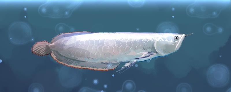 银龙鱼能养多大，多大可以繁殖