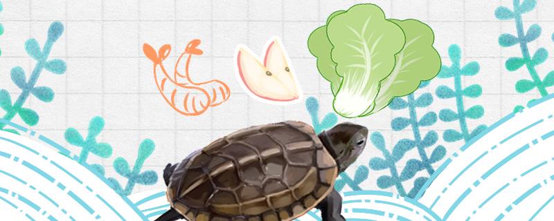 草龟吃什么水果，还吃什么食物