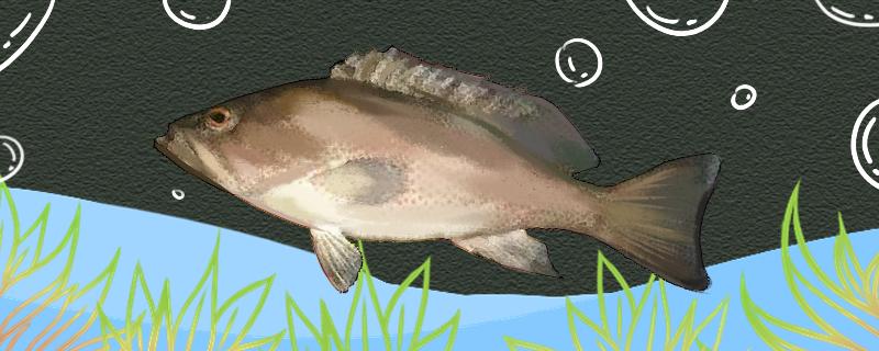 石斑鱼喜欢吃什么饵料，喜欢生活在什么地方