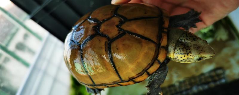 头盔龟苗怎么养，怎么喂食