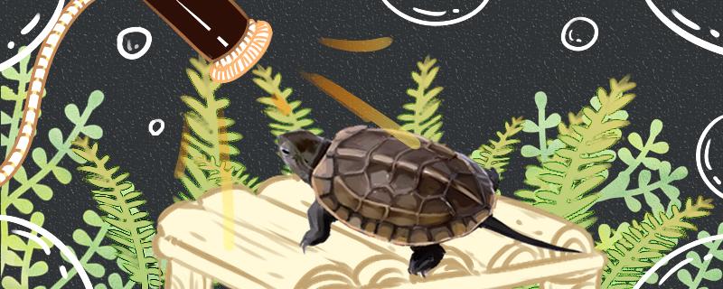 草龟为什么晚上活跃，怎么让它们白天活动