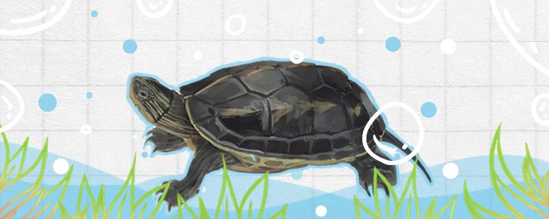珍珠龟最大能长多少斤，多大可以繁殖