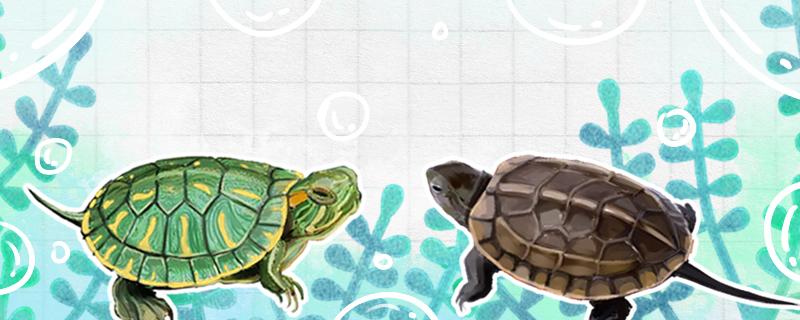 草龟是巴西龟吗，能养在一起吗