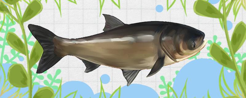 手竿浮钓鲢鳙调漂方法
