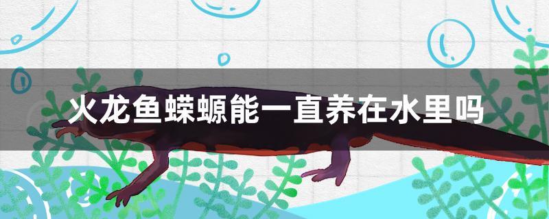 火龙鱼蝾螈能一直养在水里吗
