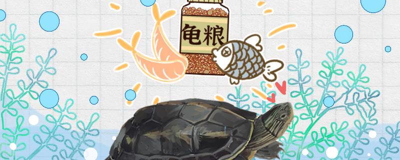 珍珠龟怎么喂食，怎么换水