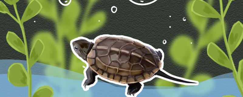 草龟经常换水有影响吗，怎么换水合适