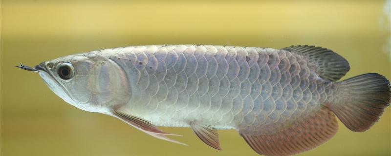 银龙鱼掉鳞片多久能长回来，怎么预防掉鳞