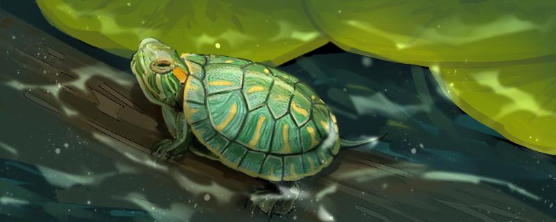 红耳巴西龟不吃东西什么原因，怎么办