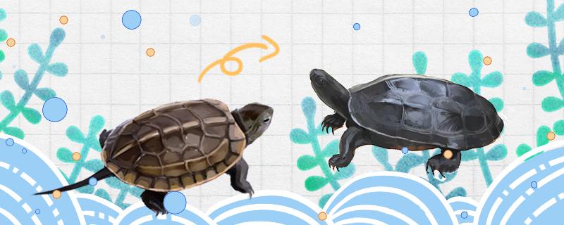 草龟怎样养能更快墨化，什么时候开始墨化