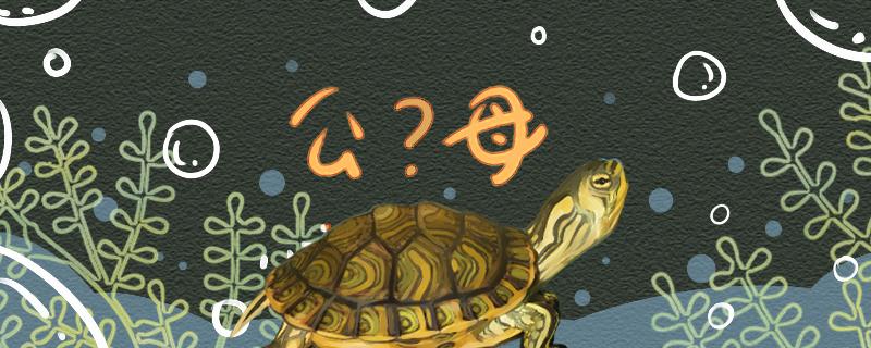 黄耳龟如何分辨公母，公母能一起养吗