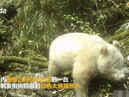 全球唯一白色大熊猫长大变金白色 它为什么通体都是白色