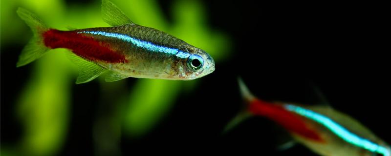 一升水能养多少红绿灯鱼，新手怎么养才能活