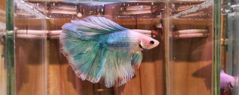 斗鱼好养还是孔雀鱼好养，能混养吗