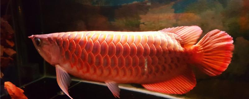 红龙鱼几年变大红，吃什么有助于发色