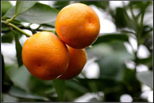 孕妇可以吃橘子吗？孕妇吃橘子有什么营养？