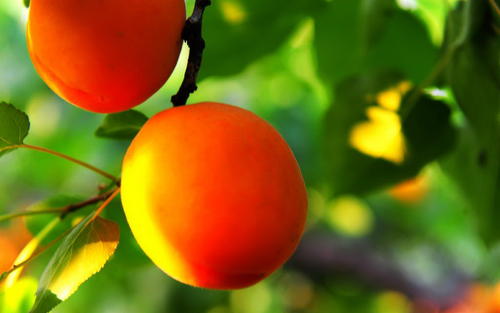杏子的功效与作用禁忌，服用杏子常见问题