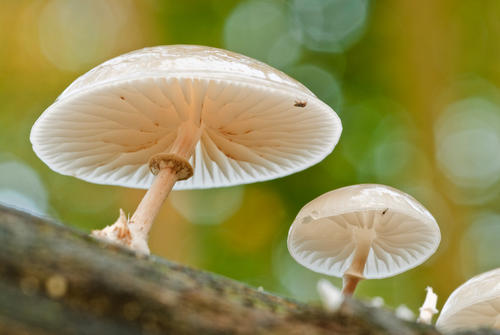 蘑菇的功效与作用有哪些？蘑菇能增强免疫力吗？
