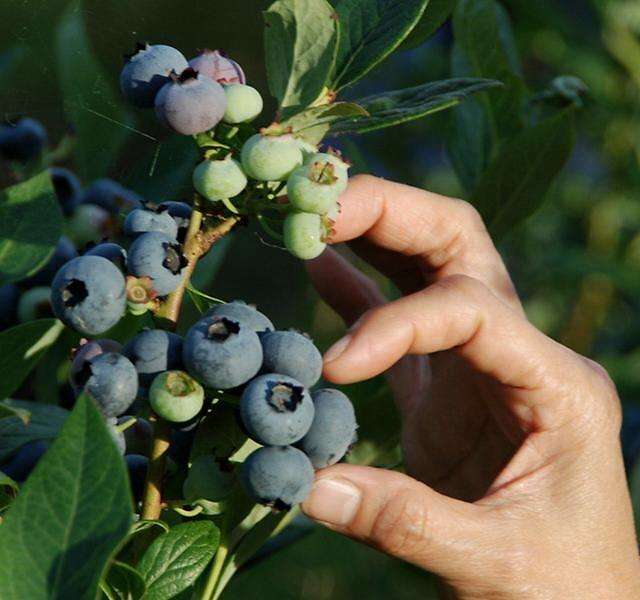 蓝莓一天吃多少为宜，20粒左右为宜！