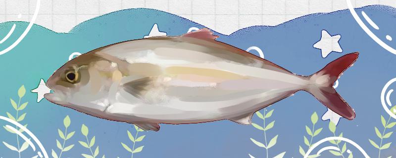 章红鱼是深海鱼吗，能养殖吗