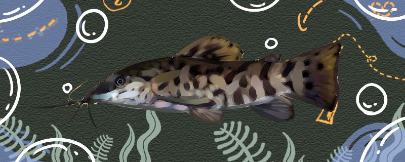 黑点铁甲鼠鱼好养吗，怎么养