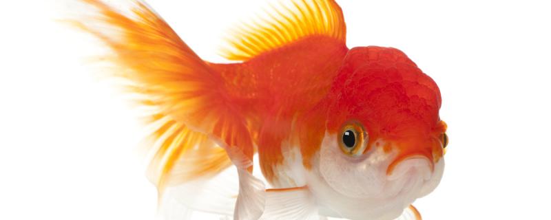 金鱼是如何繁殖的，繁殖时需要注意什么