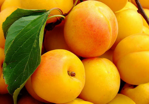 杏子的功效与作用禁忌，服用杏子常见问题