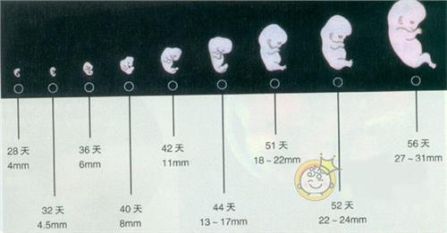怀孕49天胎儿发育图片图片