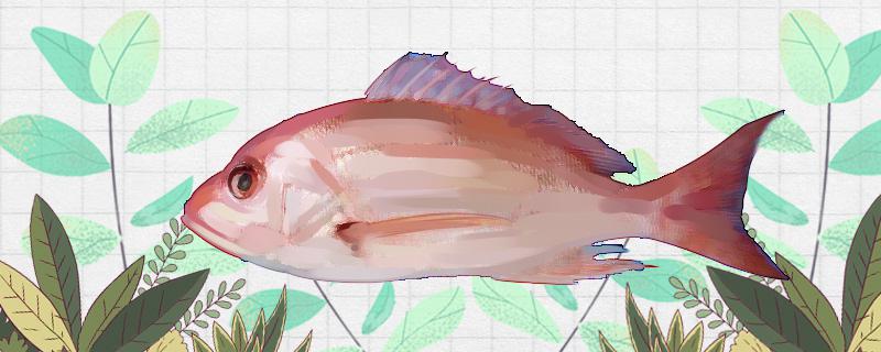 红鲷鱼是海鱼还是淡水鱼，能养殖吗
