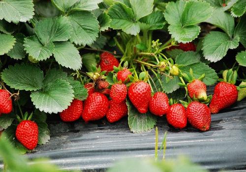 草莓什么季节成熟，5月份成熟！