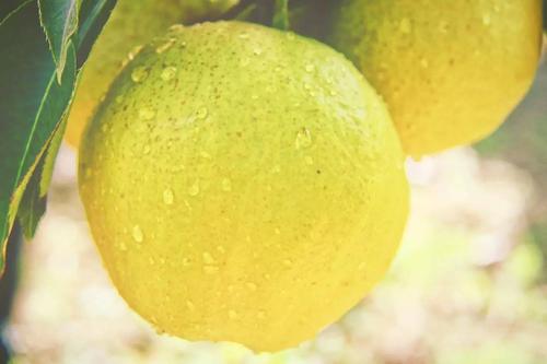 咳嗽吃什么水果好？六种水果或能帮你止咳化痰