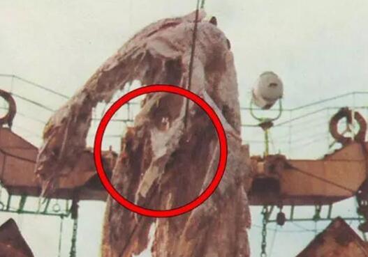 日本1977年海怪尸体事件 长着长脖子的怪物是什么