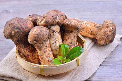 松茸菌的功效与作用及食用方法，松茸菌的吃法