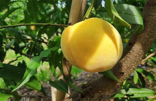 黄桃的功效与作用，黄桃有助于排毒保健！