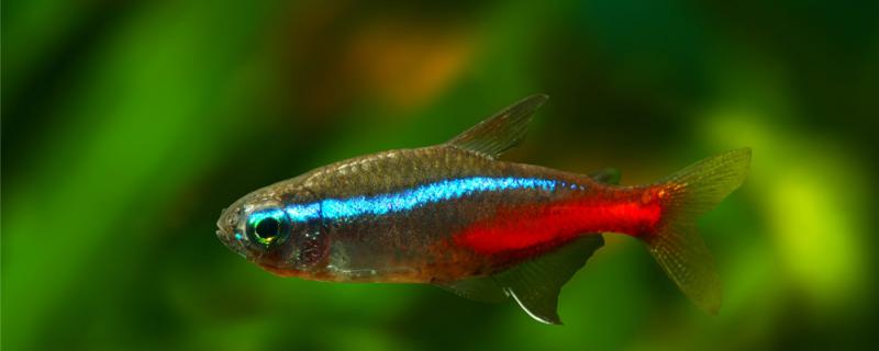 红绿灯鱼15度水能活吗，如何喂养红绿灯鱼