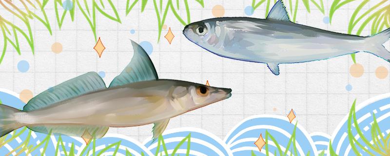 沙尖鱼是沙丁鱼吗，和沙丁鱼有什么区别