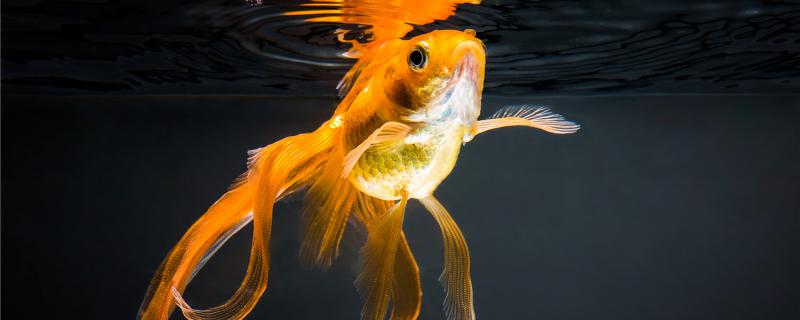 金鱼产卵后水浑是什么原因，怎么办